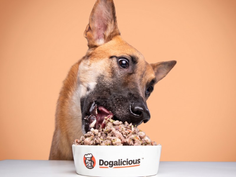 狗狗抬頭望向主人，主人正將盛滿 Dogalicious 鮮食的品牌狗碗放在地上