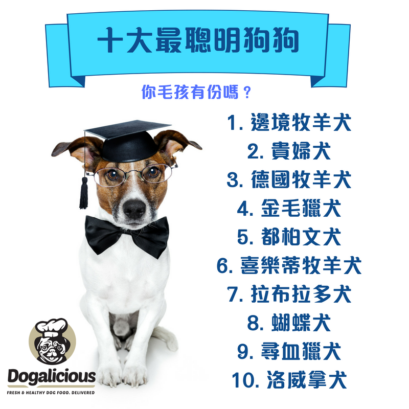 十大最聰明狗狗