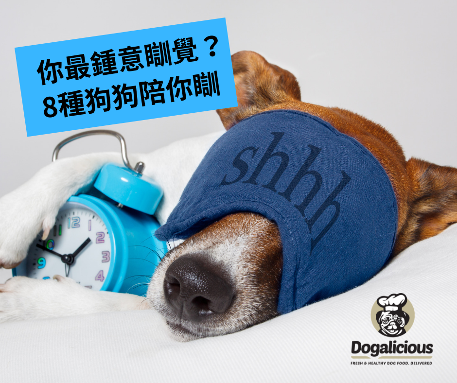 8 種狗狗瞓覺好拍擋