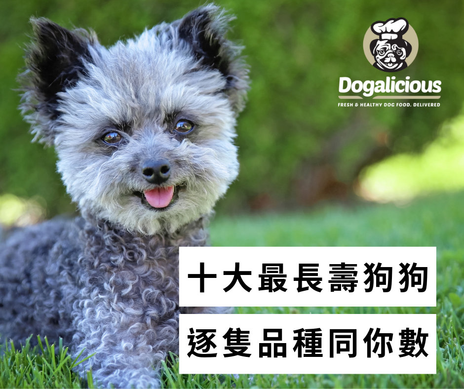 十大最長壽狗狗逐一隻數~~