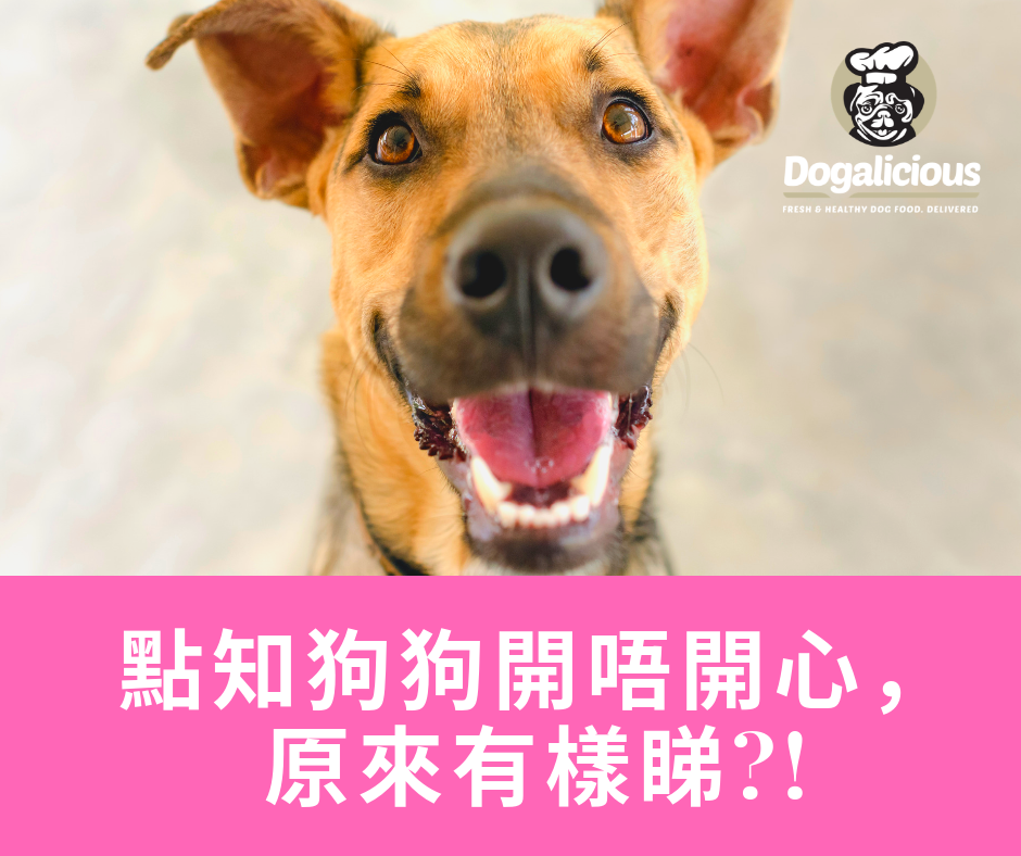 點知狗狗開唔開心，原來有樣睇?!