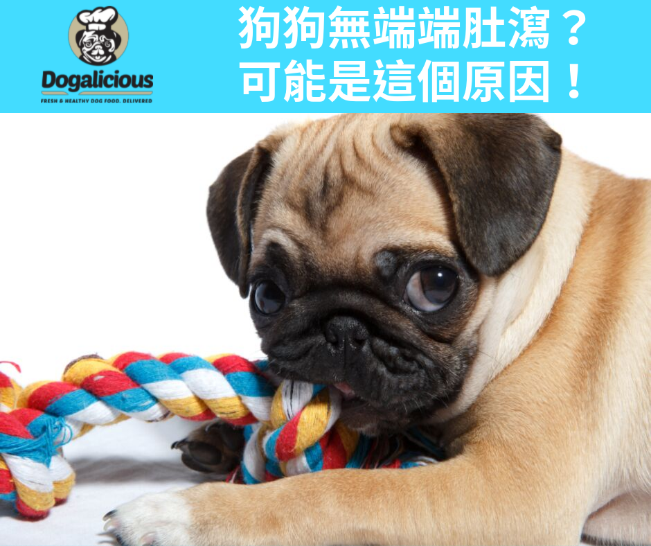 你狗狗有時無端端肚瀉？ 原因可能是他的玩具！