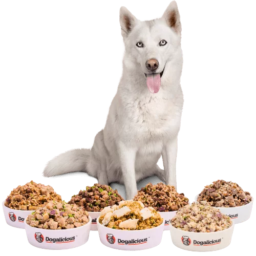 fresh dog food 狗狗鮮食