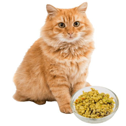 fresh cat food 貓貓鮮食