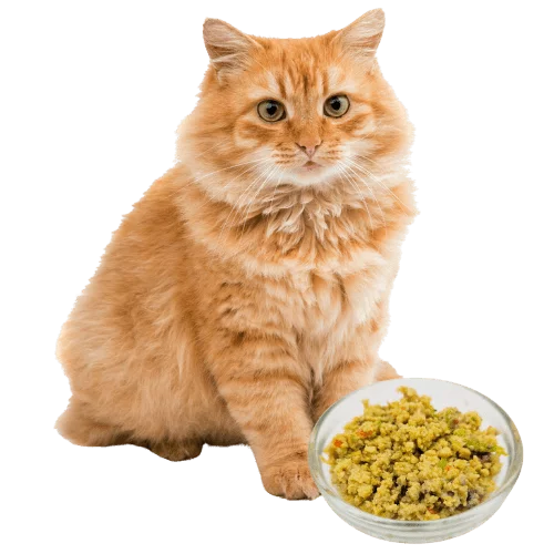 cat display 1 (7) fresh cat food 貓貓鮮食