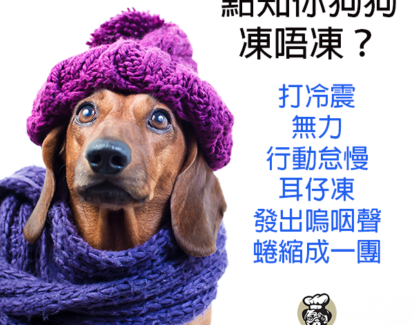 dachshund-dog-with-beanie-winter-warm