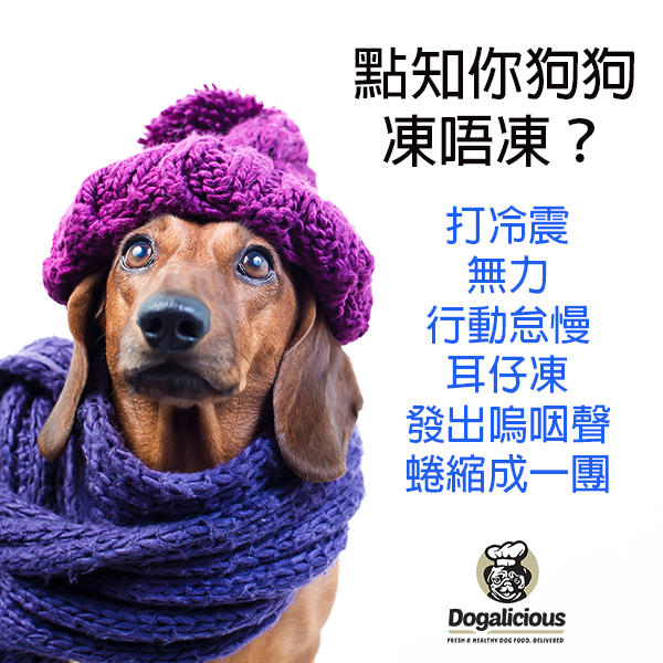 dachshund-dog-with-beanie-winter-warm