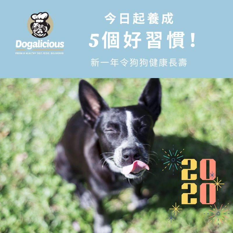 good habits for doggies