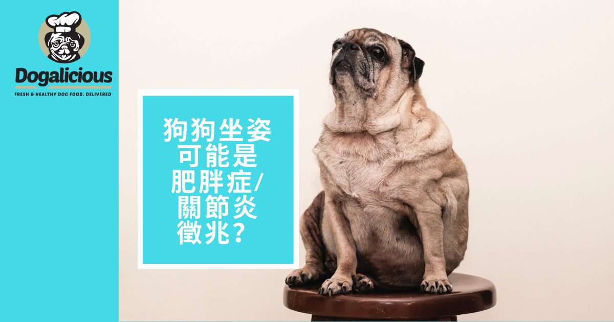 【 Dogalicious 狗狗常識101】預防狗狗肥胖症(癡肥) 和關節炎