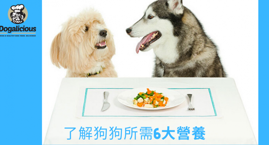 dogalicious_fresh_dog_meal_狗狗鮮食