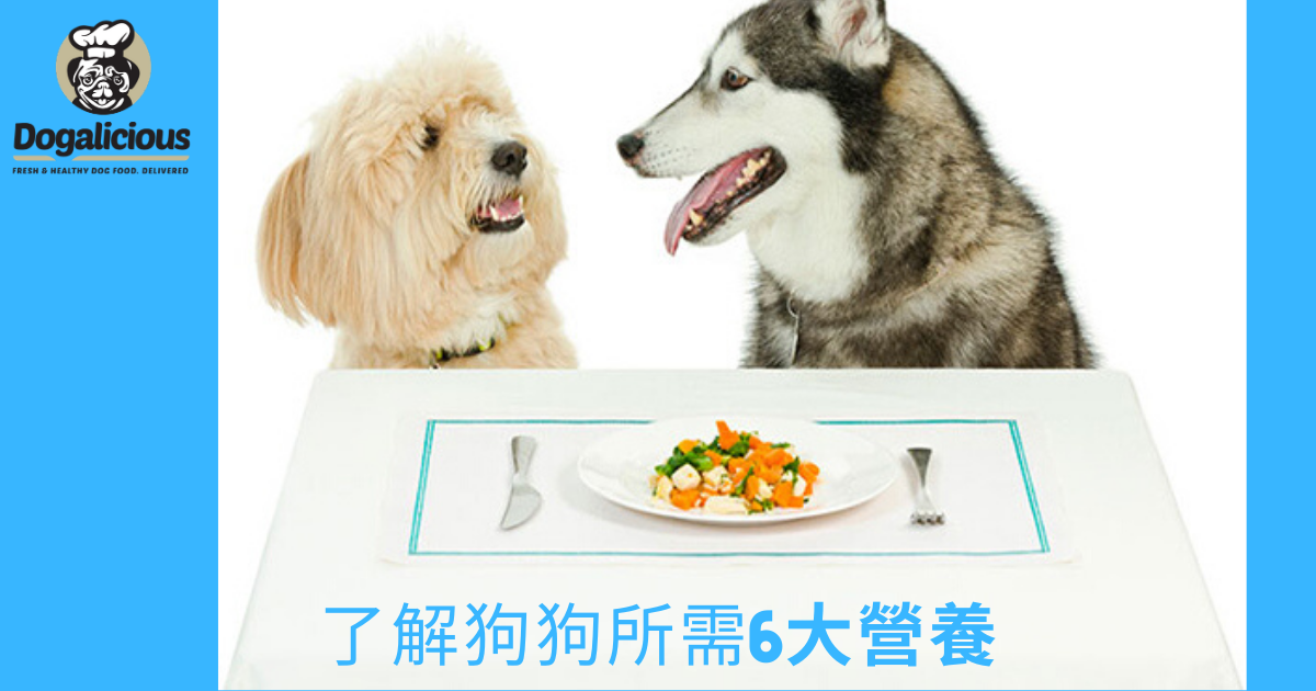 dogalicious_fresh_dog_meal_狗狗鮮食
