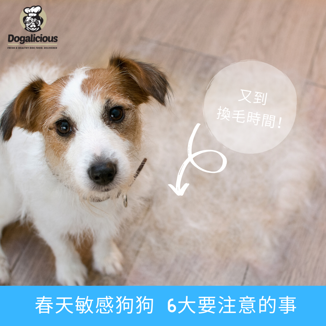【皮膚敏感】春天狗狗6大要注意的事