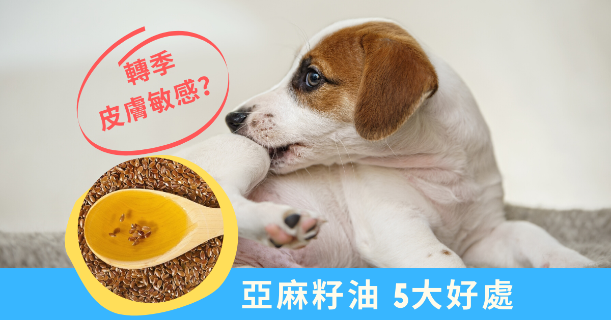 【轉季皮膚敏感】狗食亞麻籽油5大好處