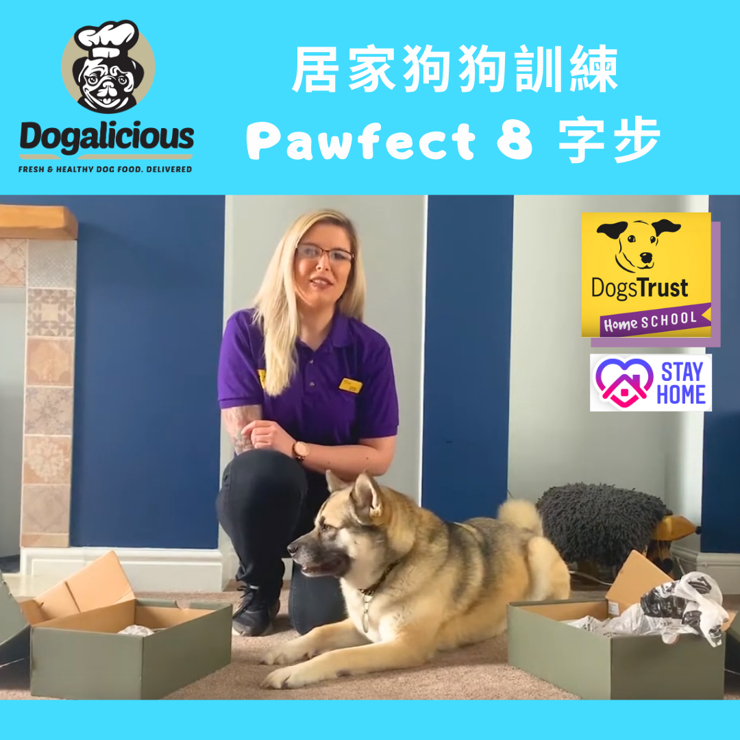 Dogalicious推介 – 狗狗訓練: Pawfect 8 (8字步)