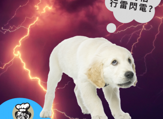 frightened-dog-storm-anxiety