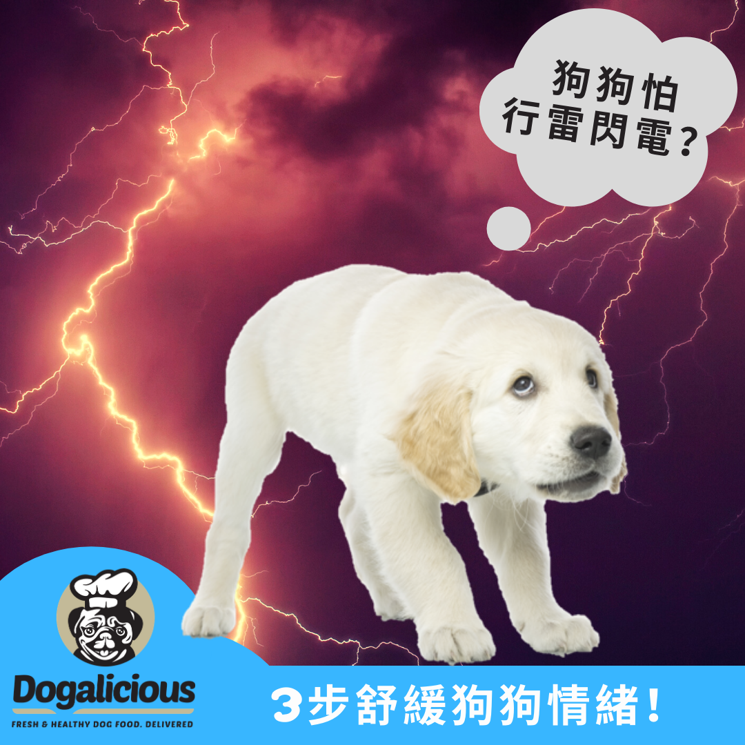 frightened-dog-storm-anxiety