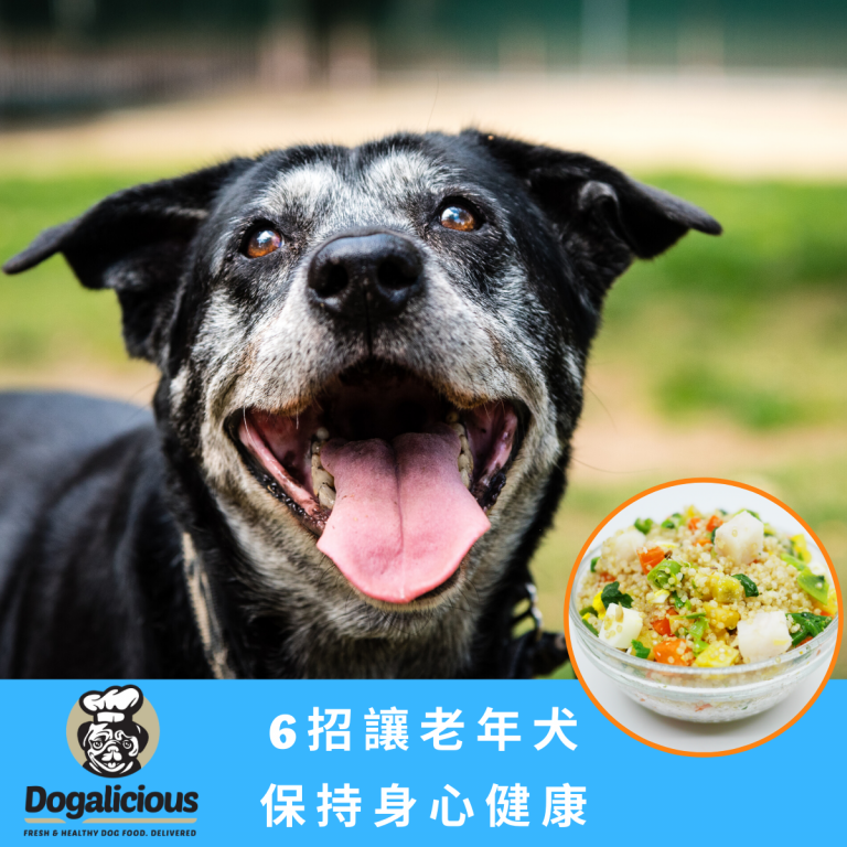 senior-dog-care