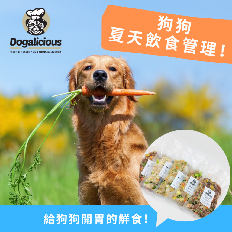 dog-Summer-food