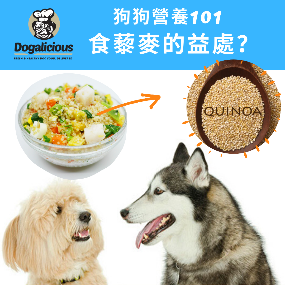 Dogalicious狗狗營養101:食藜麥的益處？