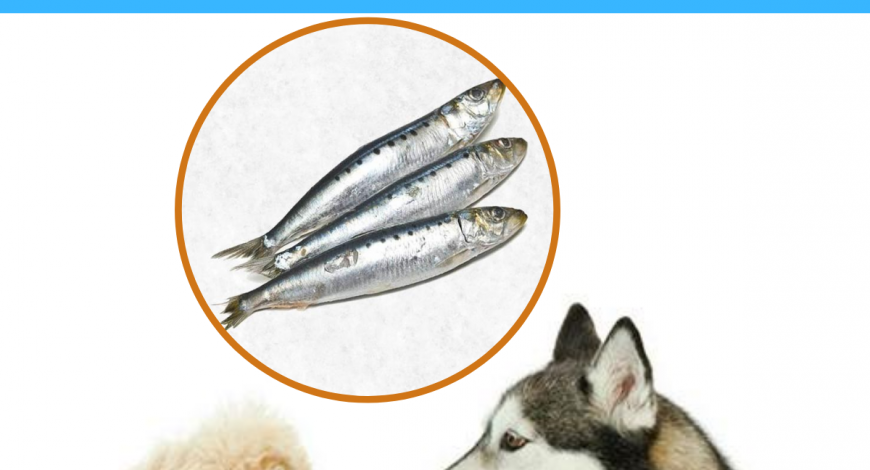dog-nutrients-sardines
