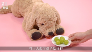 dog-kidney-grapes
