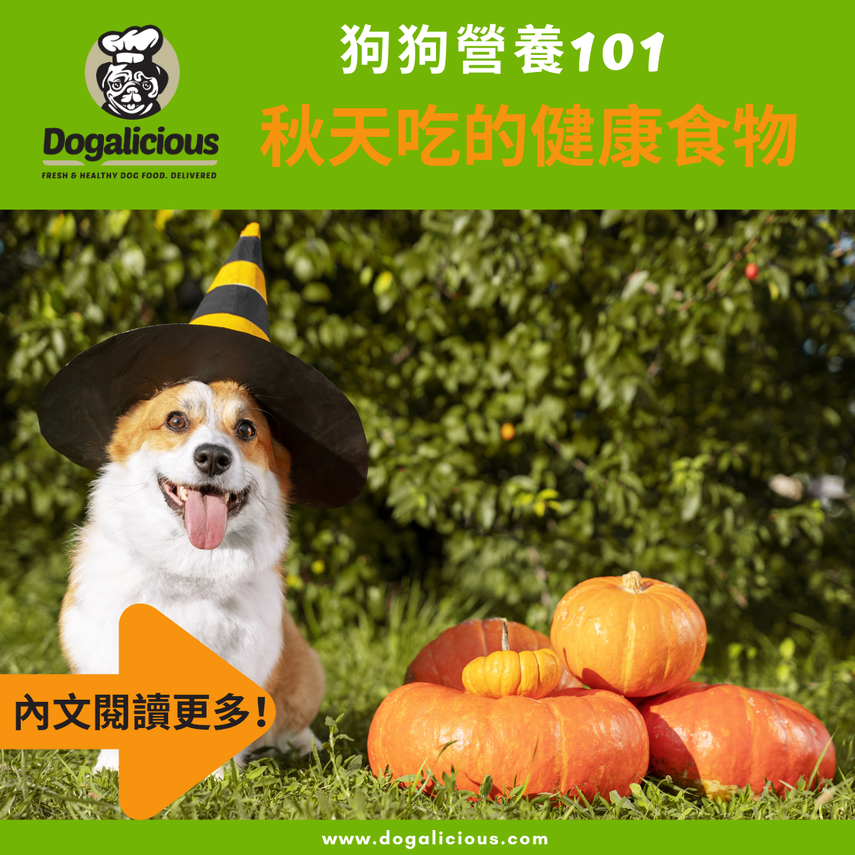 dogalicious-autumn-food-dog-pumpkin