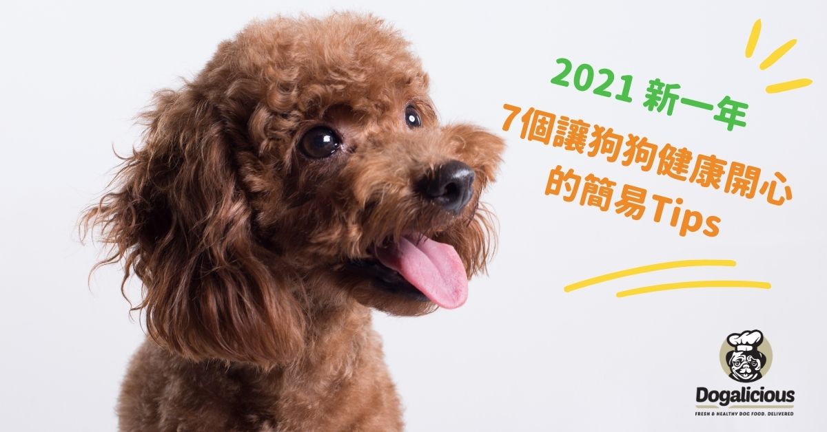 Dogalicious_poodle_healthy_tips