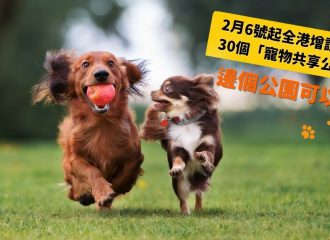 dog-inclusive-park-hk-dachshund-chihuahua-play