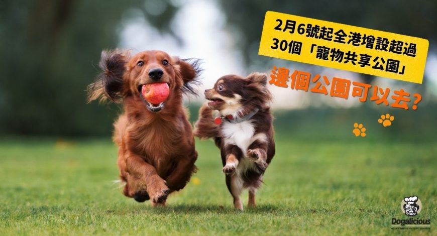 dog-inclusive-park-hk-dachshund-chihuahua-play