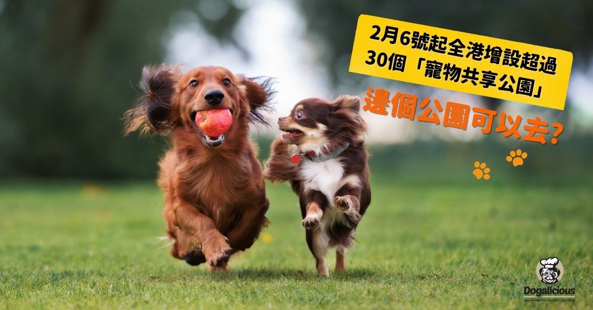 dog-inclusive-park-hk-dachshund-chihuahua-play