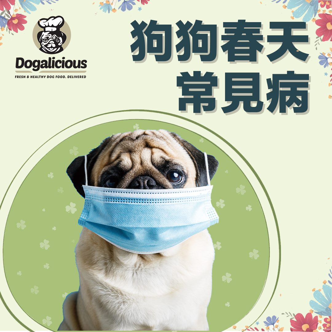 dogalicious-spring-dog-care