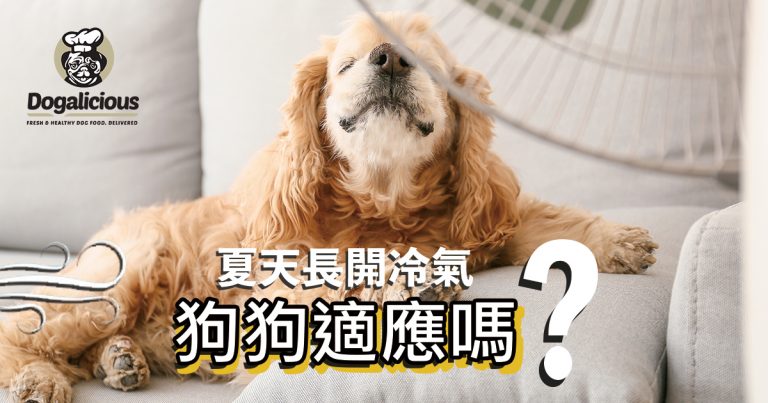 Dogalicious-dog-health-blog-summer-ac