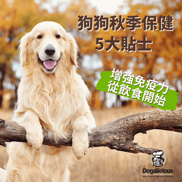 dogalicious-autumn-care-for-dogs