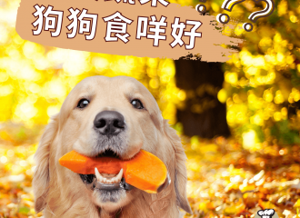 autumn-food-for-dogs-pumpkin