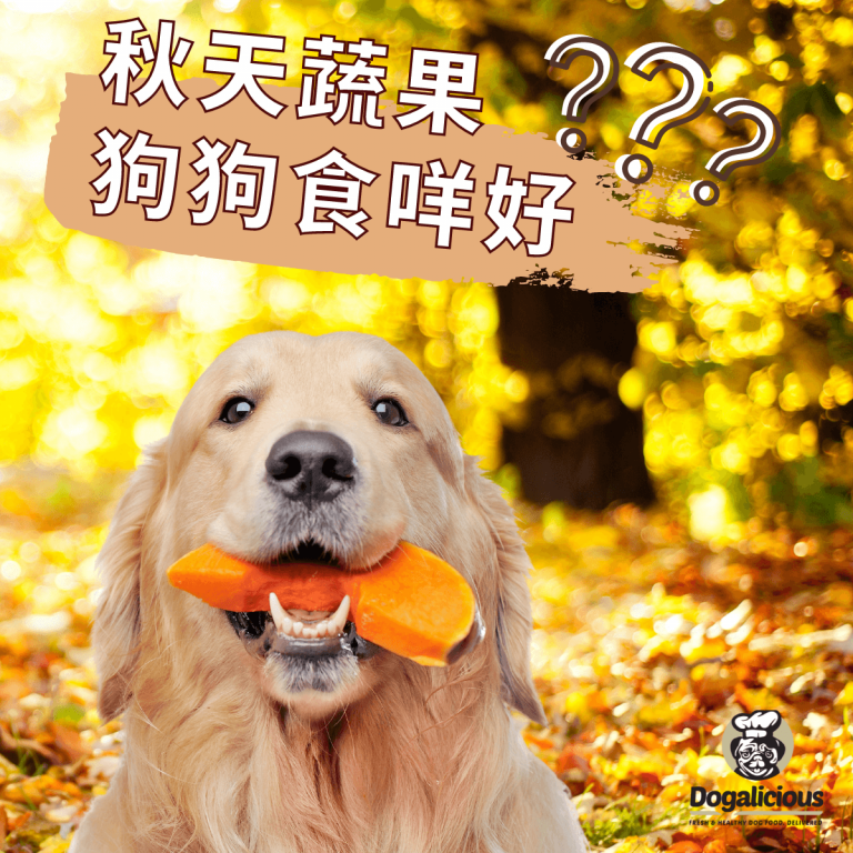 autumn-food-for-dogs-pumpkin