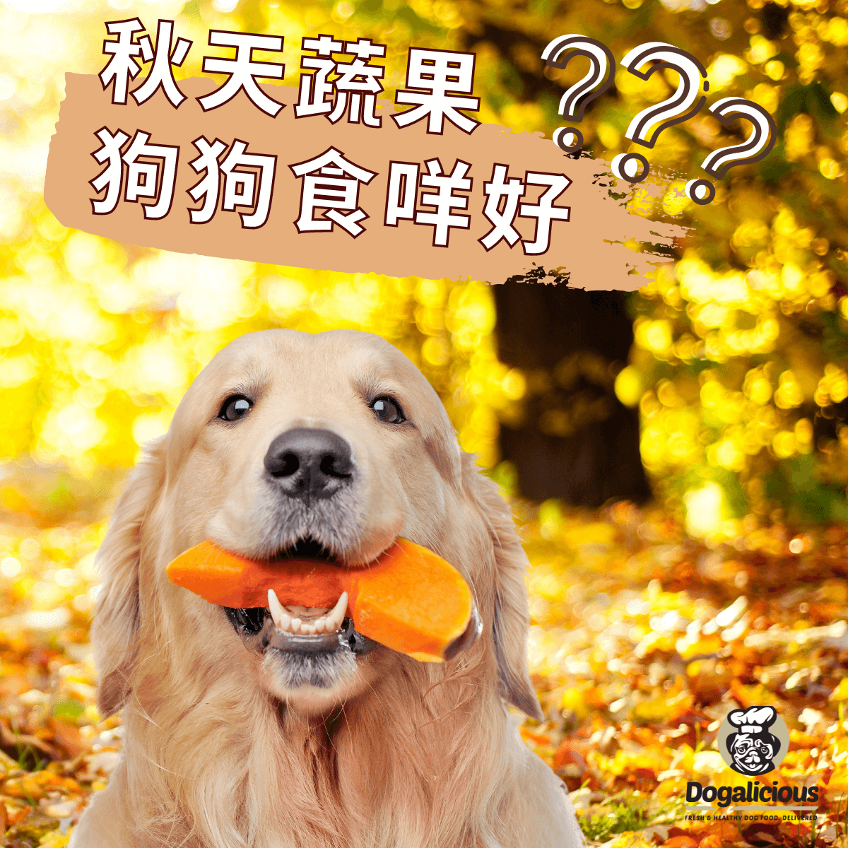 autumn-food-for-dogs-pumpkin