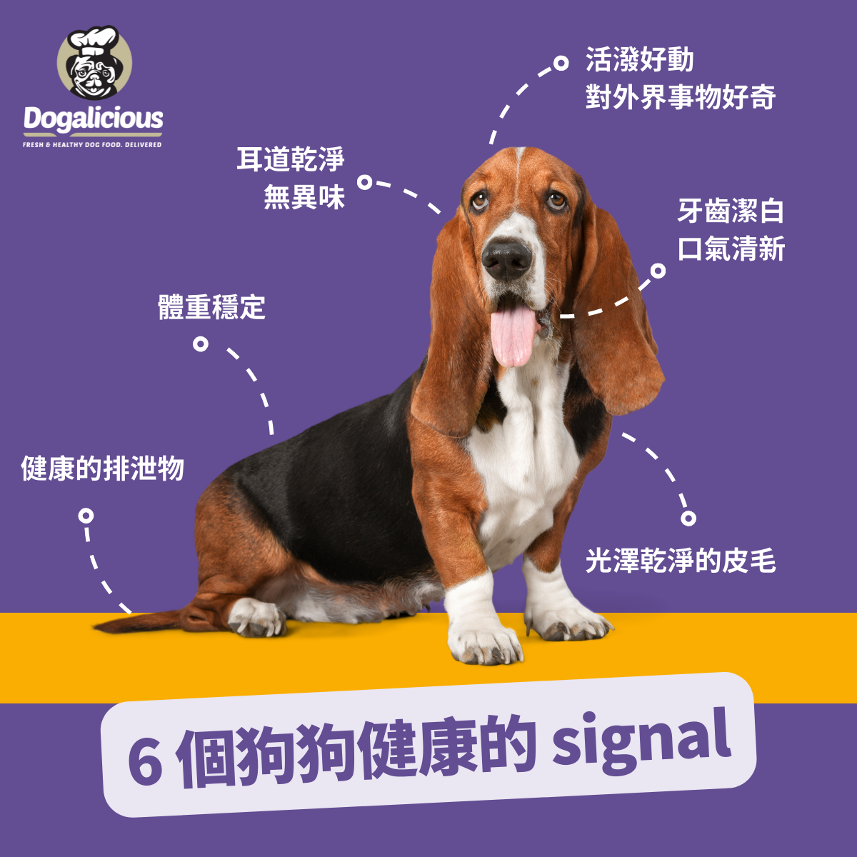 新一年狗狗要健康! 6個狗狗健康的徵兆