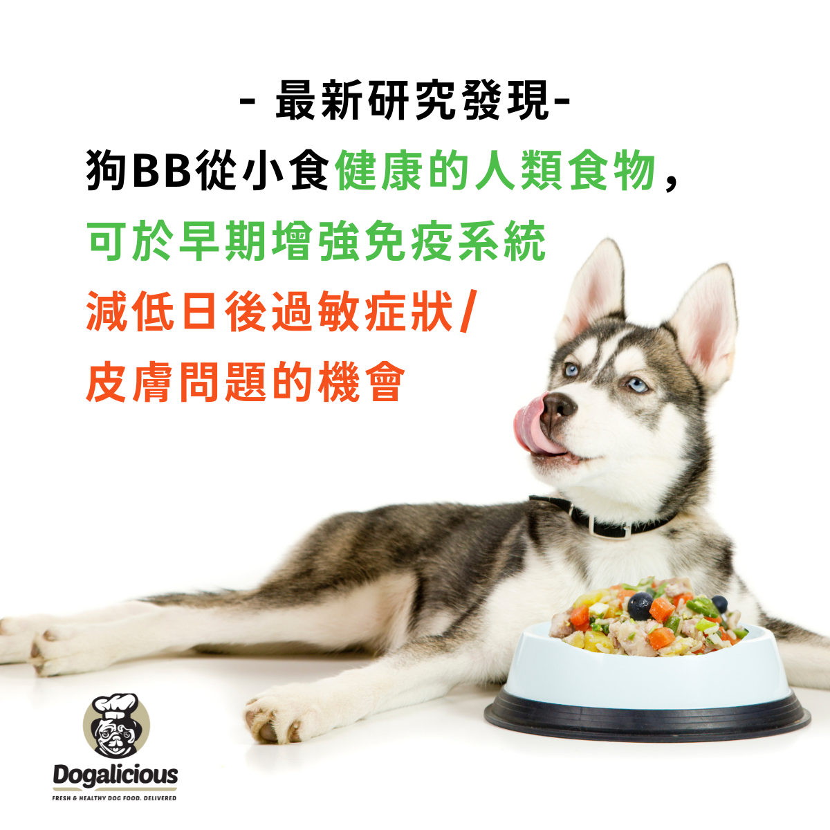 【最新研究】幼犬食健康的人類食物 顯著減少日後過敏和皮膚問題