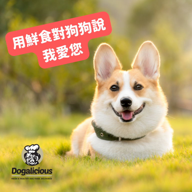 透過鮮食表達對狗狗愛意