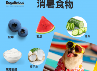 狗狗夏天消暑食物 Summer Dog Food