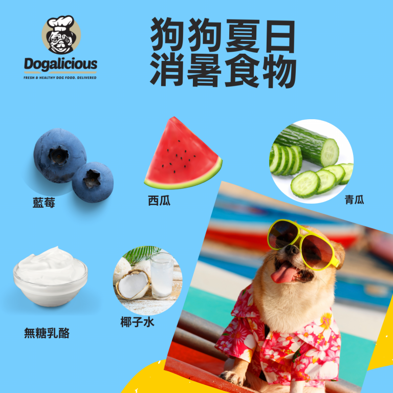 狗狗夏天消暑食物 Summer Dog Food