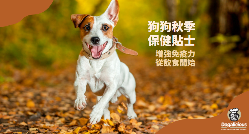 ????狗狗秋季保健貼士????