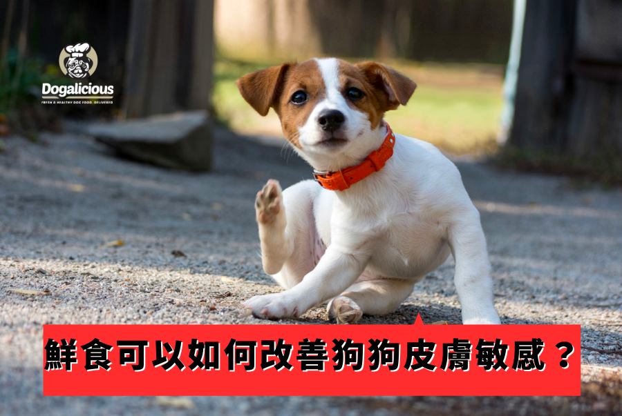 鮮食可以如何改善狗狗皮膚敏感?????