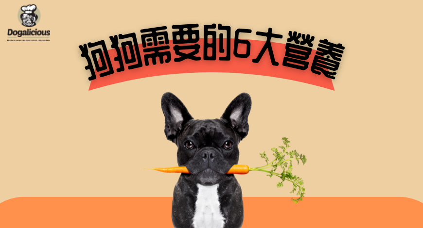 【✅狗狗需要的6大營養✅】
