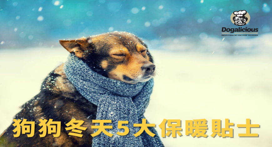 ❄狗狗冬天5大保暖貼士❄