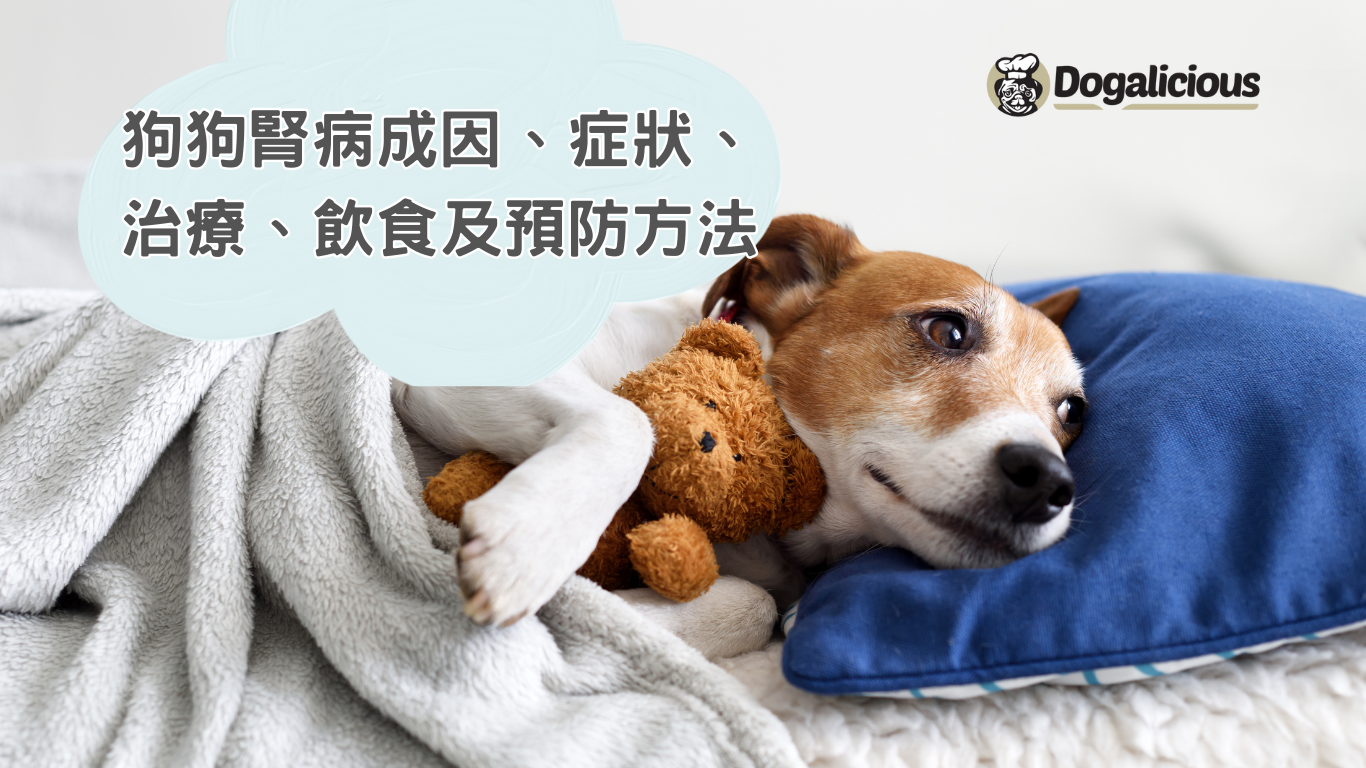 狗腎臟病