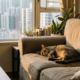 cat stress apartment living fresh food - blog header