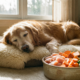 dog joint health fresh food Hong Kong